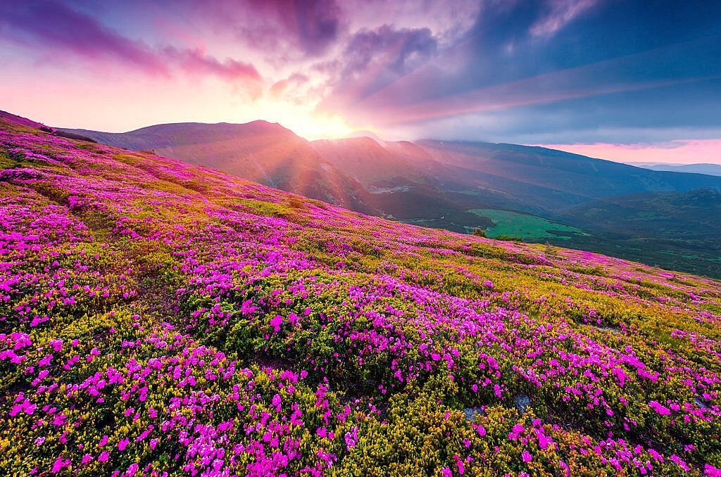 Valley-of-Flowers-shortgears
